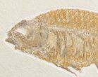 Phareodus Fish Fossil - Scarce Species #18701-3